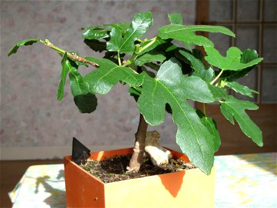 Common fig bonsai. Height : 15 cm. Aged 6 years app. Origine : Offset from a garden 3 years ago. Dead in june 2016.