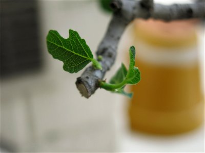 Young leaf on a common fig bonsai.