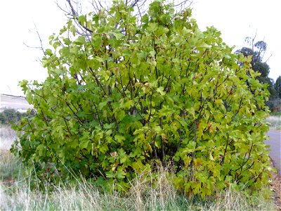 Ficus carica habit, Dehesa Boyal de Puertollano, Spain