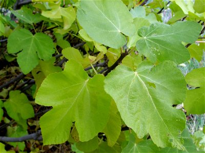 Ficus carica leaves, Dehesa Boyal de Puertollano, Spain photo