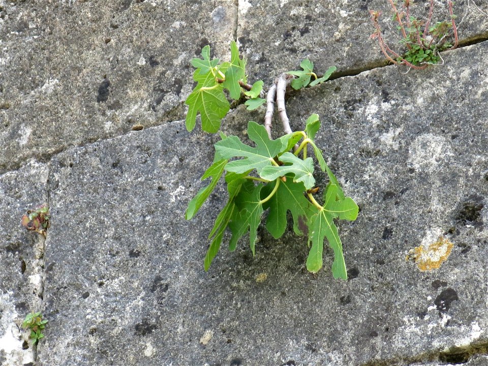 Fig tree on the walls of the fortress of Blaye (Gironde, France).
