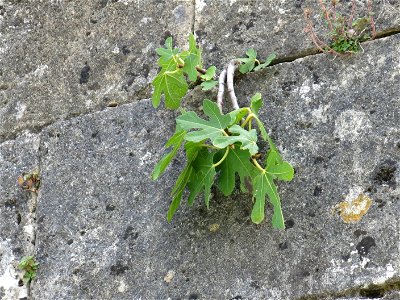 Fig tree on the walls of the fortress of Blaye (Gironde, France).