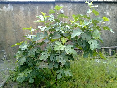 Ficus carica photo