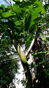 Common fig (Ficus carica L.)
University of Warsaw Botanic Garden