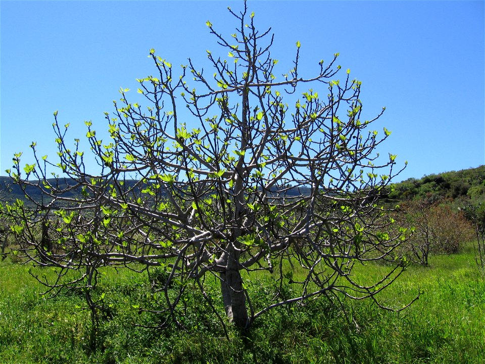 Fig tree in Tunisia.