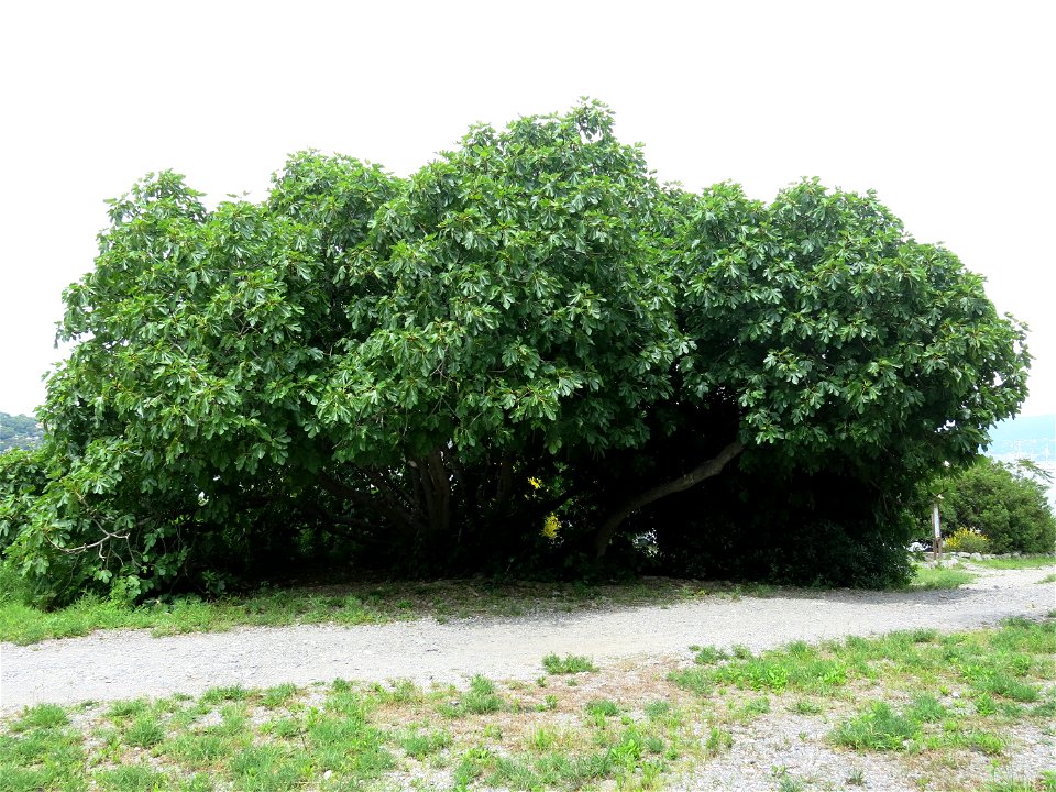 Large fig tree on Palmaria island (Liguria, Italy).