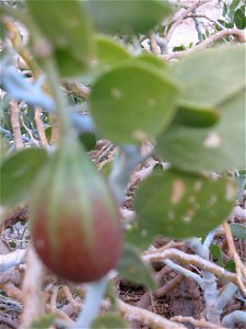 Plants of Israel photo