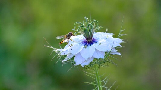 Blue garden plant insect