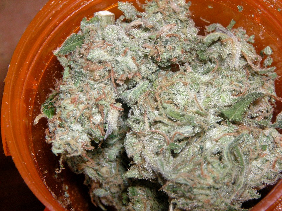 Those Afghani's know how to grow.