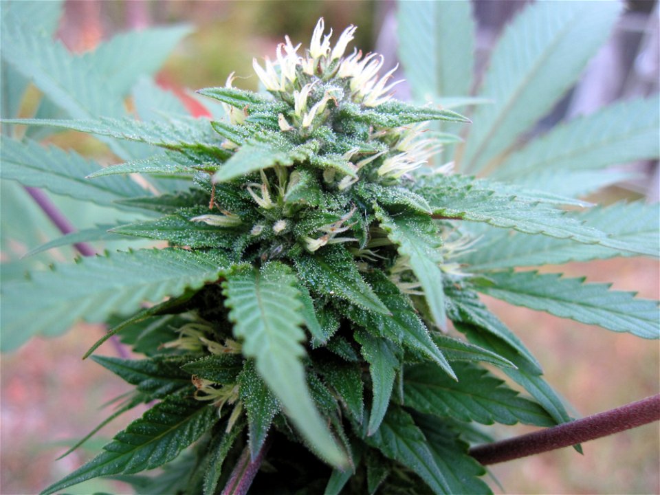 Female flowering Cannabis sativa subsp. indica.