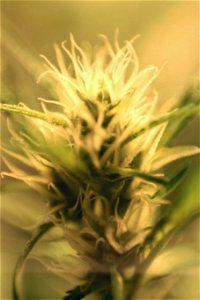 Cannabis "Northern Lights" flowering on day 28. It is growing under 400W sodiumlamp.