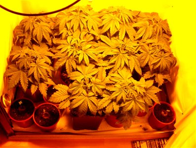 Cannabis growing