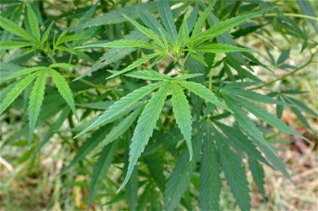 Cannabis sativa