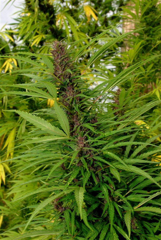 Cannabis sativa (female)