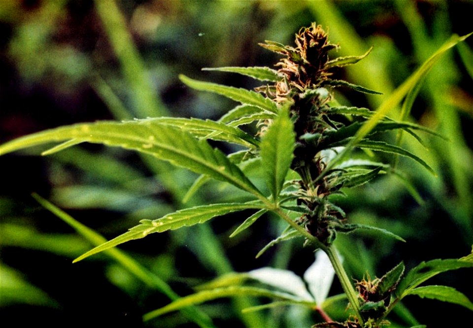 Female flowers of Cannabis indica