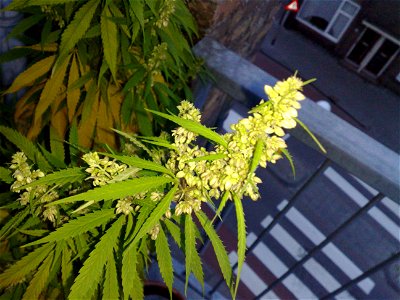 Photo of a male Marijuana plant in flowering stage. This is a Cannabis sativa × Cannabis indica hybrid called "Super Silver Haze". photo