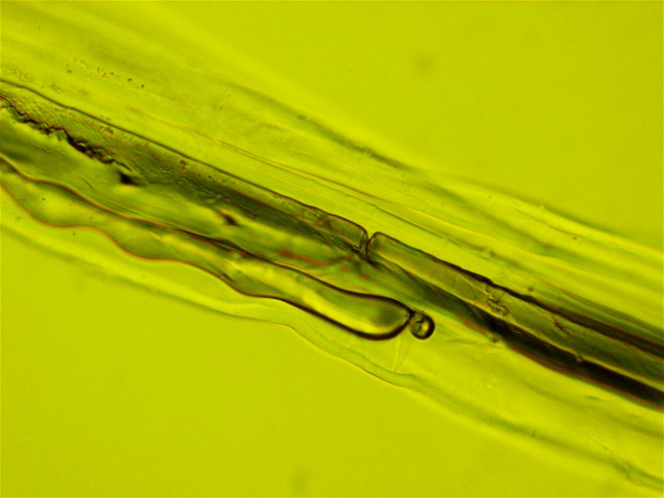 Hemp 40X Magnification
Taken at Strathclyde University Forensic Science Department

Taken By Edward Dowlman