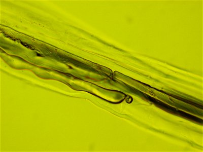 Hemp 40X Magnification
Taken at Strathclyde University Forensic Science Department

Taken By Edward Dowlman