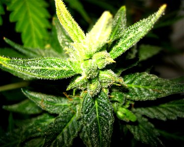 Pollinated hemp flowers.

Erik Fenderson, 2006-01-01.