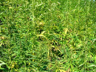 An outdoor hemp plantation in the UK. This particular varietal of Cannabis sativa is "industrial hemp" which contains ultra-low levels of Delta-THC and other cannabinoids, which makes it useless for r photo