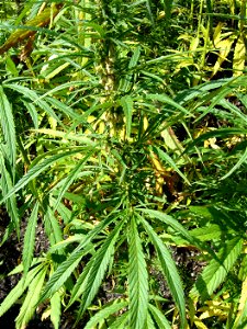 An outdoor hemp plantation in the UK. This particular varietal of Cannabis sativa is "industrial hemp" which contains ultra-low levels of Delta-THC and other cannabinoids, which makes it useless for r