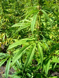 An outdoor hemp plantation in the UK. This particular varietal of Cannabis sativa is "industrial hemp" which contains ultra-low levels of Delta-THC and other cannabinoids, which makes it useless for r