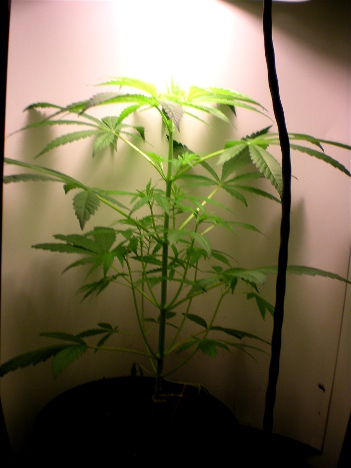 young hybrid medical cannabis plant under a 13w cfu twistie bulb.