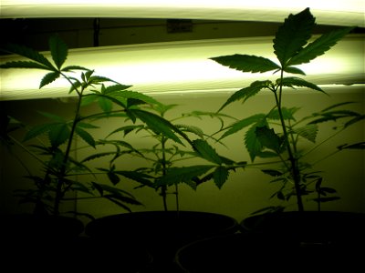 young hybrid medical cannabis plants under 19w fluorescent tube lighting.