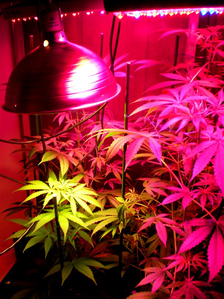medical cannabis, medical marijuana, cannabis, marijuana, cannabis plant, indica/sativa hybrid, young preflowering cannabis, cannabis leaf, cannabis leaves, marijuana leaf, marijuana leaves,