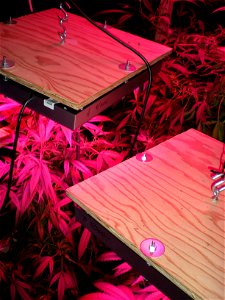 medical cannabis, medical marijuana, cannabis, marijuana, cannabis plant, indica/sativa hybrid, young preflowering cannabis, cannabis leaf, cannabis leaves, marijuana leaf, marijuana leaves,