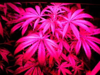 medical cannabis, medical marijuana, cannabis, marijuana, cannabis plant, indica/sativa hybrid, young preflowering cannabis, cannabis leaf, cannabis leaves, marijuana leaf, marijuana leaves, photo