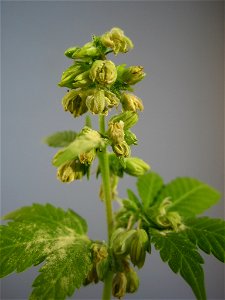 Male hemp flowers.

Erik Fendersson, 2006-08-23.