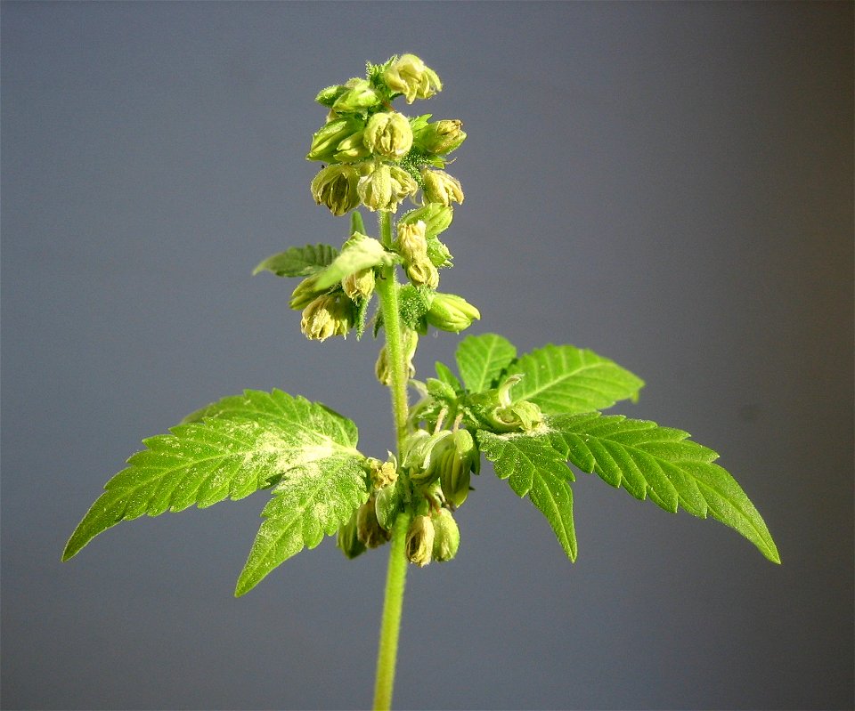 Male hemp flowers.

Erik Fendersson, 2006-08-23.
