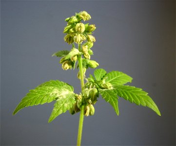 Male hemp flowers.

Erik Fendersson, 2006-08-23.