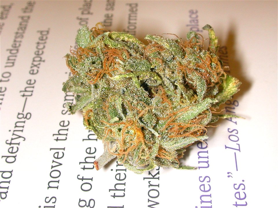 A flower of the Cannabis sativa plant, cured and ready to smoke. (laid on a review for "A Lesson Before Dying", by Ernest J. Gaines)