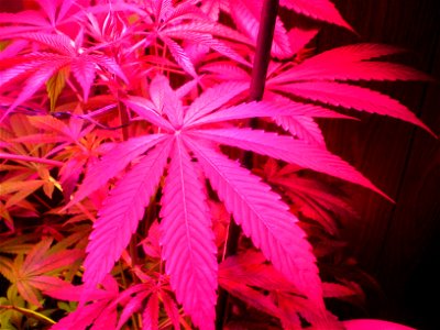 medical cannabis, medical marijuana, cannabis, marijuana, cannabis plant, indica/sativa hybrid, young preflowering cannabis, cannabis leaf, cannabis leaves, marijuana leaf, marijuana leaves,