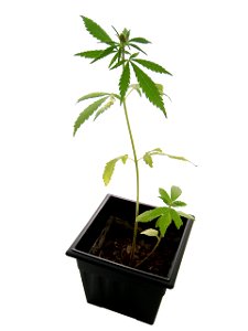 Marijuana plant. photo