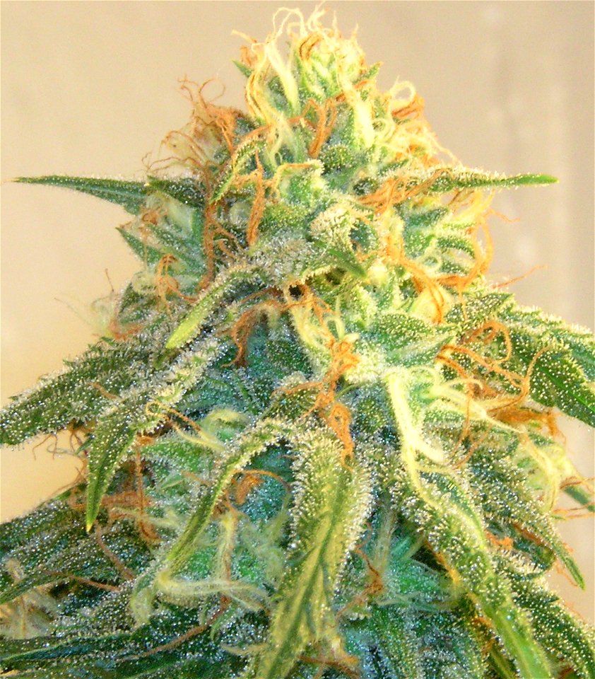 The top bud of a super silver haze plant. This strain in particular is a Sativa indica Stabilized hybrid consisting of Skunk, Northern Lights, and Haze stabilized in Switzerland by Mr. Nice Seed Bank