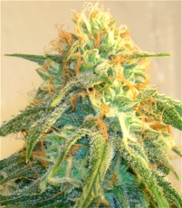 The top bud of a super silver haze plant. This strain in particular is a Sativa indica Stabilized hybrid consisting of Skunk, Northern Lights, and Haze stabilized in Switzerland by Mr. Nice Seed Bank photo