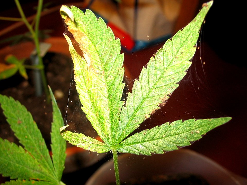 Bladaantasting op Cannabis Sativa plant door Spint. Het 'web' is duidelijk zichtbaar. De foto is genomen van de bovenkant van het blad.
