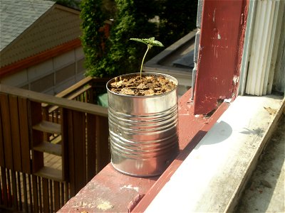 one month old Cannabis sativa seedling growing in a can on my windowsill.