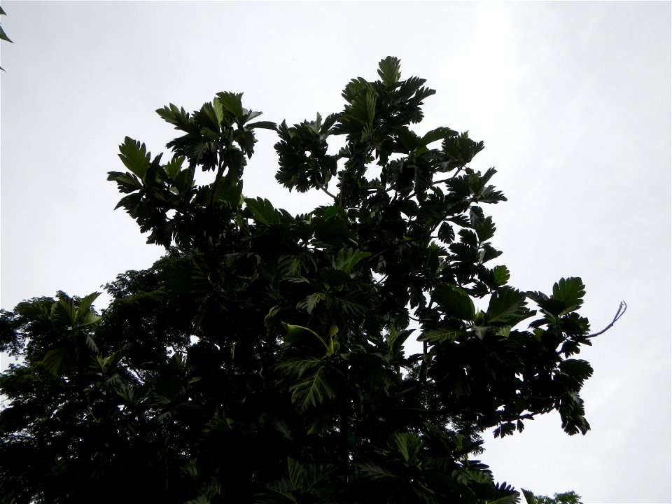 Rimas, (Artocarpus altilis, also known as breadfruit the species of tree in the Moraceae fig family found in the Philippines, Kamansi (Tagalog, Kapampangan; also the name for the breadnut); Dalungyan,