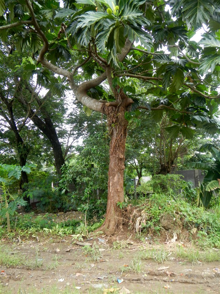 Rimas, (Artocarpus altilis, also known as breadfruit the species of tree in the Moraceae fig family found in the Philippines, Kamansi (Tagalog, Kapampangan; also the name for the breadnut); Dalungyan,