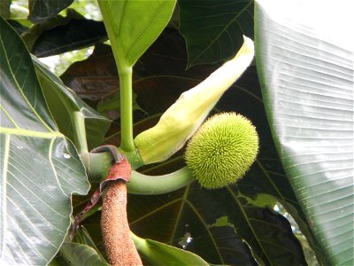 Rimas, (Artocarpus altilis, also known as breadfruit the species of tree in the Moraceae fig family found in the Philippines, Kamansi (Tagalog, Kapampangan; also the name for the breadnut); Dalungyan, photo