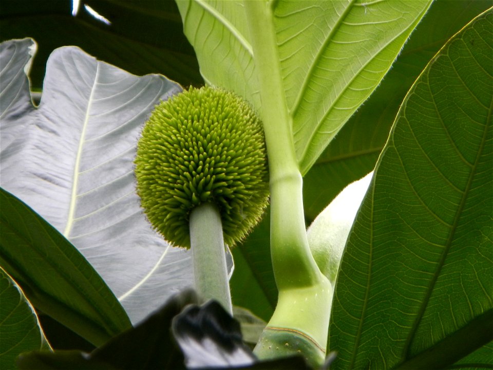 Rimas, (Artocarpus altilis, also known as breadfruit the species of tree in the Moraceae fig family found in the Philippines, Kamansi (Tagalog, Kapampangan; also the name for the breadnut); Dalungyan,
