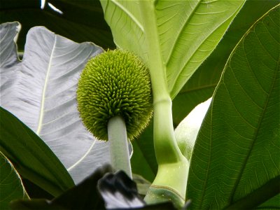 Rimas, (Artocarpus altilis, also known as breadfruit the species of tree in the Moraceae fig family found in the Philippines, Kamansi (Tagalog, Kapampangan; also the name for the breadnut); Dalungyan, photo