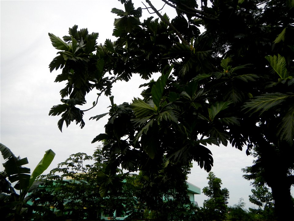 Rimas, (Artocarpus altilis, also known as breadfruit the species of tree in the Moraceae fig family found in the Philippines, Kamansi (Tagalog, Kapampangan; also the name for the breadnut); Dalungyan,