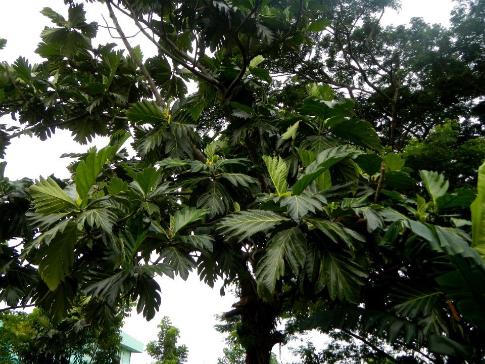 Rimas, (Artocarpus altilis, also known as breadfruit the species of tree in the Moraceae fig family found in the Philippines, Kamansi (Tagalog, Kapampangan; also the name for the breadnut); Dalungyan,