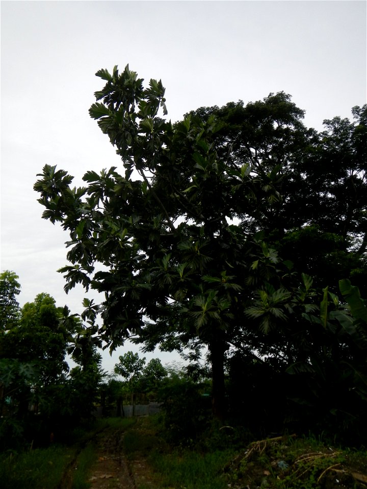 Rimas, (Artocarpus altilis, also known as breadfruit the species of tree in the Moraceae fig family found in the Philippines, Kamansi (Tagalog, Kapampangan; also the name for the breadnut); Dalungyan,