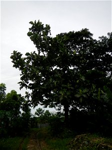 Rimas, (Artocarpus altilis, also known as breadfruit the species of tree in the Moraceae fig family found in the Philippines, Kamansi (Tagalog, Kapampangan; also the name for the breadnut); Dalungyan, photo